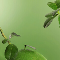 leaf on the background