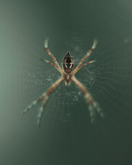 aranha