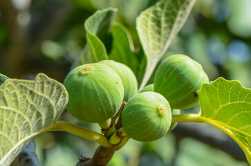 Green fig fruits growing on stems