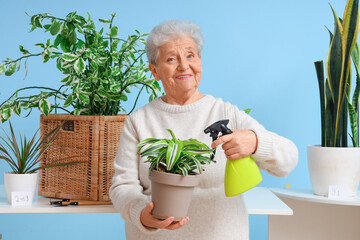 Senior florist watering plant near counter on blue background