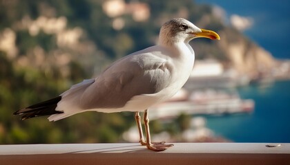 a curious seagull