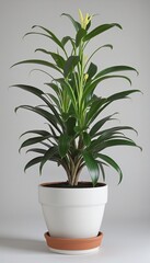 Fototapeta premium potted house plant, isolated
