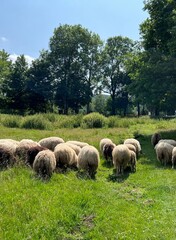 Obraz premium sheeps