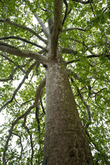 un arbre centenaire du jardin des plantes dans le centre de Paris en France