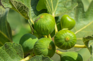 Obraz premium unripe green fig fruit on branch stock photo