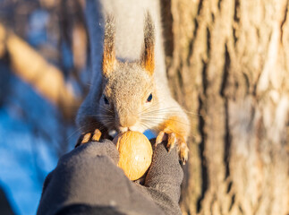 Fototapeta premium Squirrel eats nuts from a man's hand. Caring for animals in winter or autumn.