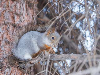 The squirrel with nut sits on tree in the winter or late autumn