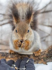Squirrel eats nuts from a man's hand. Caring for animals in winter or autumn.
