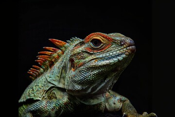 Fototapeta premium Mystic portrait of Tuatara, full body view, full body shot, isolated on black background