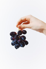 Hand holding black grapes on white background, close up shot