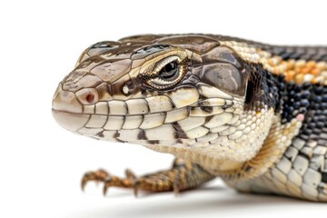 Fototapeta premium the beside view Blue-tongued Skink, left side view, white copy space on right, dutch angle view, isolated on white background