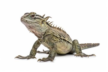 Obraz premium the beside view Tuatara, left side view, white copy space on right, dutch angle view, isolated on white background