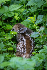 newborn Columbian blacktail deer hiding in the vegetation