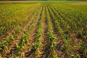 Fototapeta premium Corn field aerial view