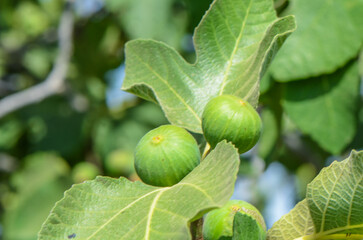 Fototapeta premium Figs on the fig tree branches in a beautiful sunny day