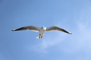 A white seagull glides effortlessly across the vast blue sky, symbolizing freedom and the beauty of nature.