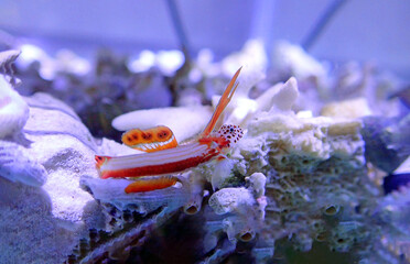 Flaming prawn goby - Discordipinna griessingeri