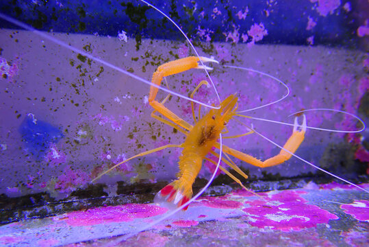 Golden boxer shrimp - (Stenopus spinosus)