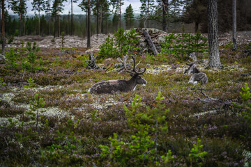 Two resting reindeer in a tranquil forest clearing, surrounded by heather and pine trees in Idre, Dalarna Sweden.