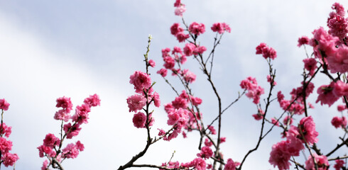 Japan cherry blossom, Branches of sakura flowers with blue sky