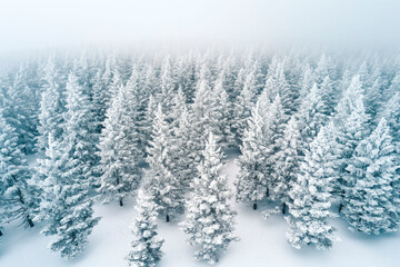 Drone photo of snow covered evergreen trees after a winter blizzard