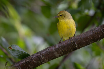 orange crowned warbler sitting on a branch