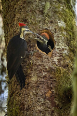 pileated woodpecker adult feeding a chick at nest site