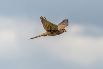 Turmfalke