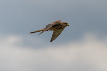 Turmfalke