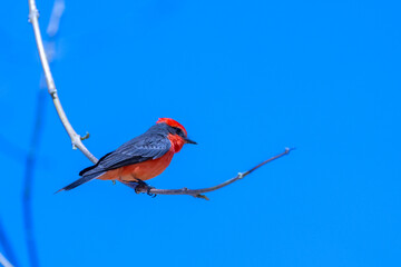 Red Vermillion Fly Catcher sitting on a branch
