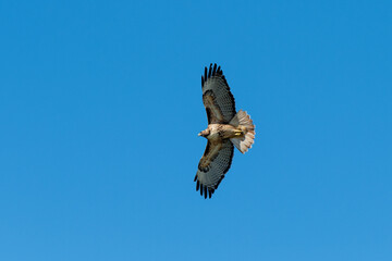 Red tail hawk flying high against a blue sky
