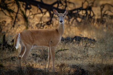 Whitetail doe with golden background