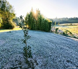 Geada no sul do Brasil