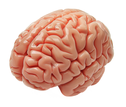 Brain isolated on transparent background