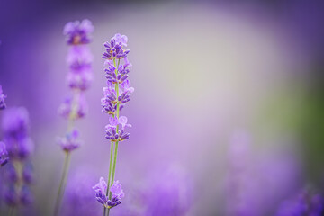 Lavender flowers closeup. Composition of nature.