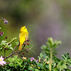Yellow warbler (Setophaga petechia) singing while perched on a flowering bush with a blurred background in Montana