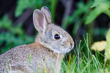 Close up of a mountain cottontail rabbit (Sylvilagus nuttallii) during spring in Montana