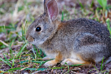 Close up of a young mountain cottontail rabbit (Sylvilagus nuttallii) eating grass during spring in Montana