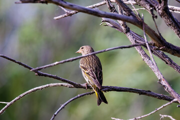 Pine siskin (Spinus pinus) perched on a dead branch with a blurred background during spring in Montana.