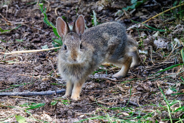 Young mountain cottontail rabbit (Sylvilagus nuttallii) looking up at the camera during spring in Montana