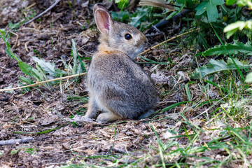 Young mountain cottontail rabbit (Sylvilagus nuttallii) sitting on the ground looking behind him on...