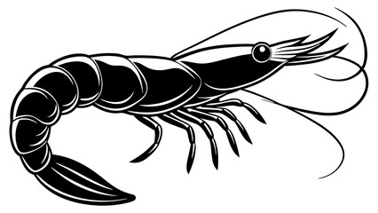 illustration of shrimp