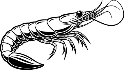 illustration of shrimp