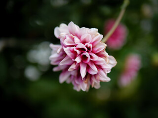 初夏になるとダリアの花が開花する