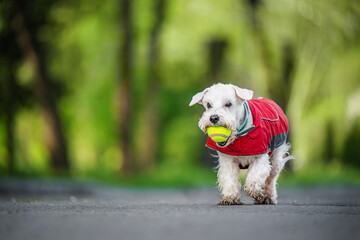 Miniature Schnauzer dog running with a ball in his teeth in the park