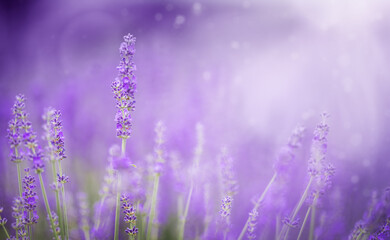 Obraz premium Sunset over a violet lavender field
