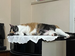cat in a box