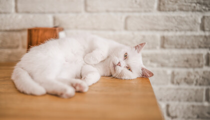 Fluffy white cat carefully sweet sleeping