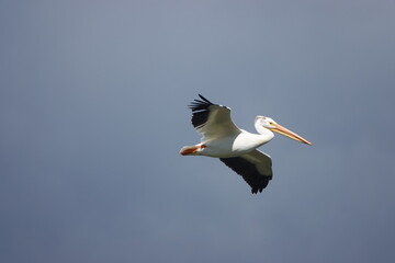 Flying pelican