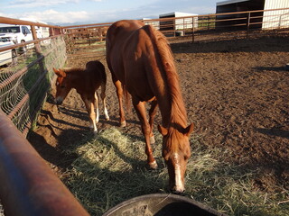 Horse and foal in corral
